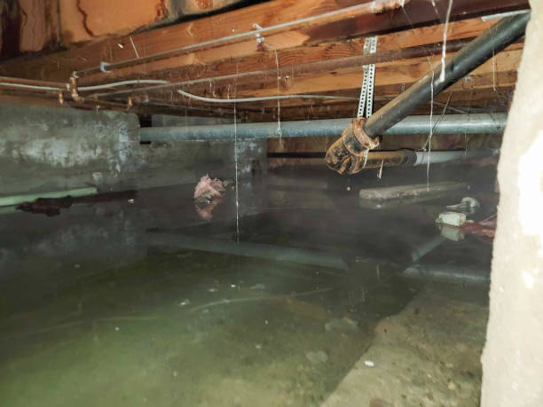 Best Basement water damage restoration  in Northumberland, PA