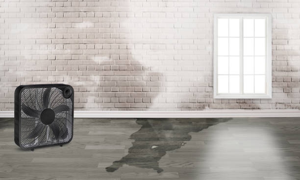 Best Water damage restoration near me  in Northumberland, PA